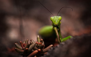 closeup photography of green praying mantis